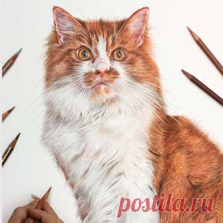Кошачьи портреты карандашом