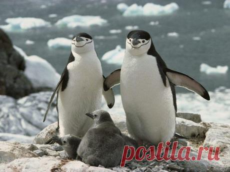 ♥ ЖИВОТНЫЕ ♥ ПРИРОДА ♥