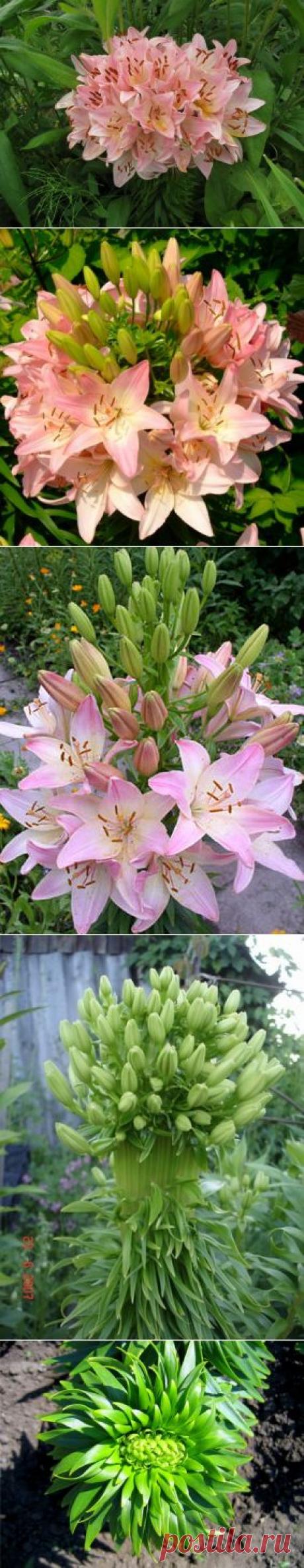 Лилия сорта Марлен — 6 соток