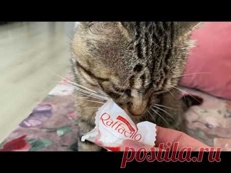 Рафаело для кота