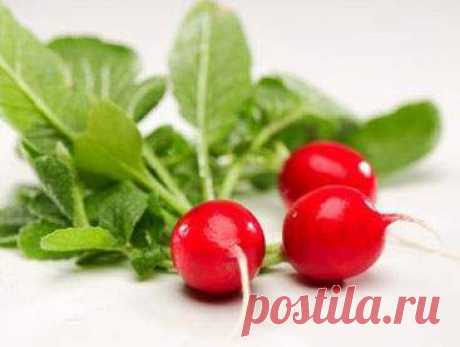 Самый ранний корнеплод