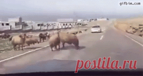 Animal Gifs - Google+