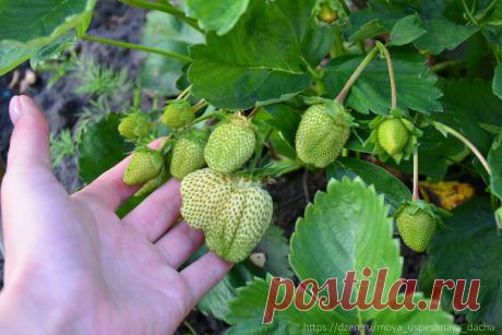 ღ"Клубника наливает плоды": 3 обязательные процедуры которые нужно успеть сделать в это время (ягоды вырастают крупнее и слаще)