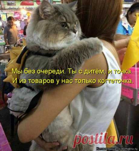 Котоматрица: Случайные котоматрицы