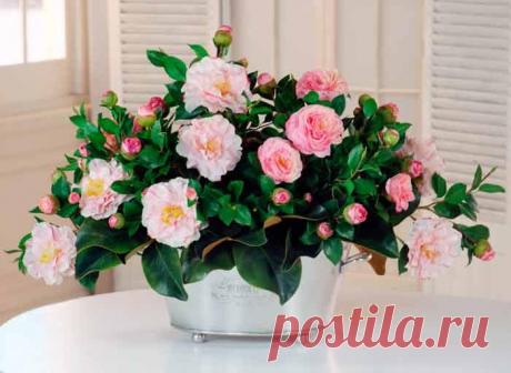 Камелия комнатная Камелия появилась в Европе еще в 19 веке. Она была завезена из Японии в качестве чайного дерева. О свойствах отвара из этого растения долгое время ходили легенды. В дикой природе дерево способно дости...