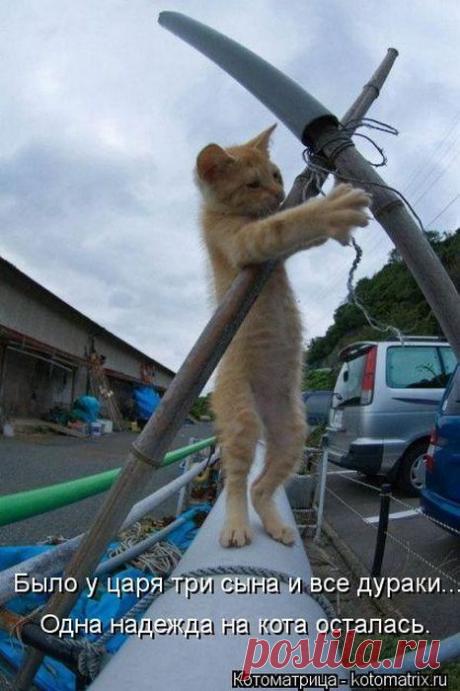 Четыре сыночка (котоматрица)