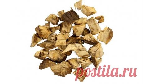 Корень подсолнуха – 7 лечебных свойств, применение, противопоказания и отзывы Семь полезных, лечебных свойств корня подсолнуха для нашего организма. Как правильно заготовить, заварить и применять этот корень, а также какие существуют противопоказания к применению.