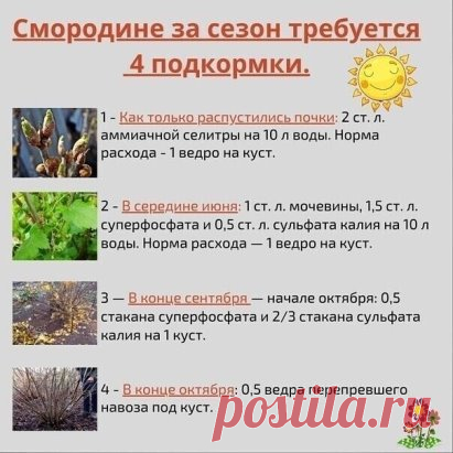 Подкормки смородины