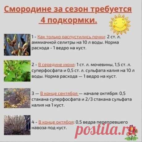Подкормки смородины