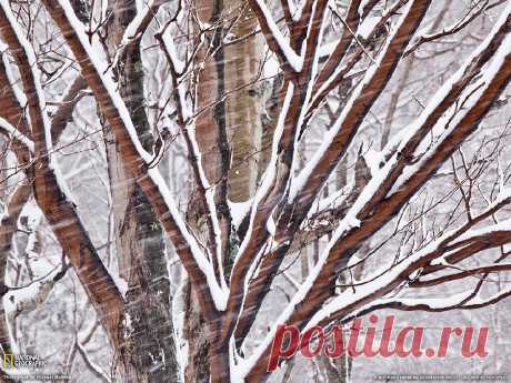 «Зимний, очищающий ритуал».