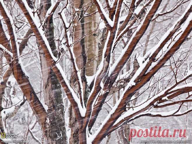 «Зимний, очищающий ритуал».