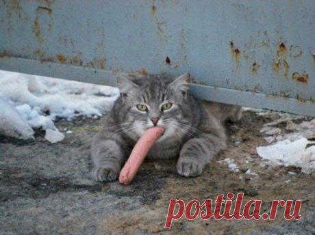 Прикольные котики для отличного настроения Коты всегда поднимают настроение и заставляют нас улыбаться, даже если это не ваш домашний питомец.























