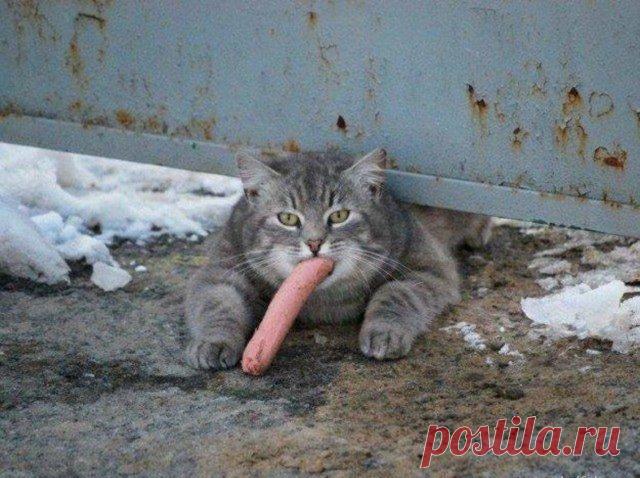 Прикольные котики для отличного настроения Коты всегда поднимают настроение и заставляют нас улыбаться, даже если это не ваш домашний питомец.























