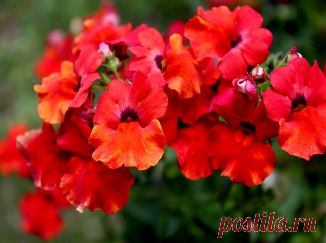 Красивый цветок Немезия