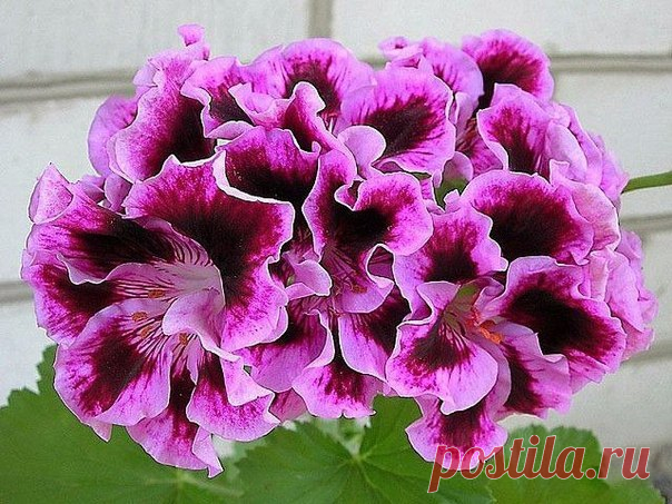 Хорошая подкормка для герани

Очень хорошей подкормкой является йодовая вода: 1 каплю йода растворить в 1 литре воды и полить 50-ю мл этого состава по стенкам горшка. Не переборщите, чтобы корни не сжечь! 

После такого полива герань непрерывно и шикарно цветет! 
Показать полностью…