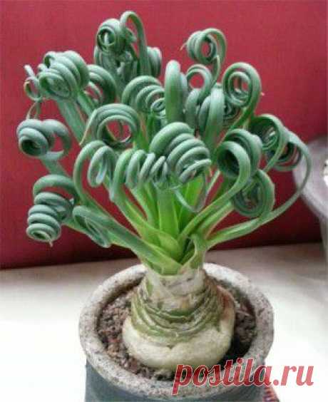 Суккулент Albuca spiralis