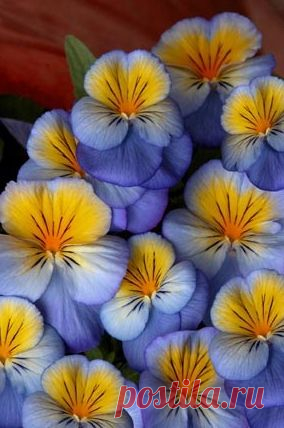 Pinterest