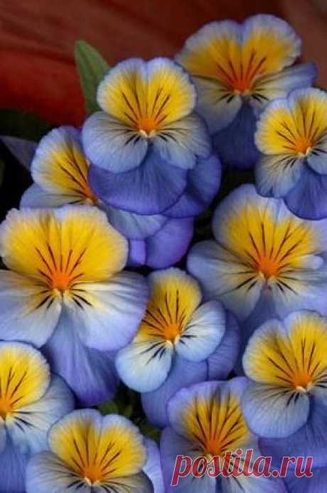 Pinterest