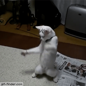 Gif Finder – Find and Share funny animated gifs