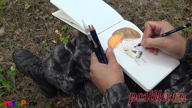 акварельные карандаши — Уроки рисования карандашами и пастелью