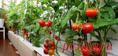 Сорта помидоров для балкона: какие лучше выбрать