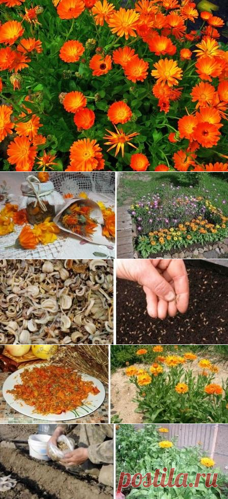 Календула низкорослая фиеста. Садовые клумбовые цветы календула. Календула всходы. Календула цветы рассада. Календула всходы.