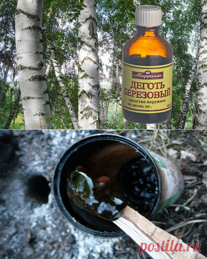 Березовый деготь в саду и в огороде защитит от вредителей