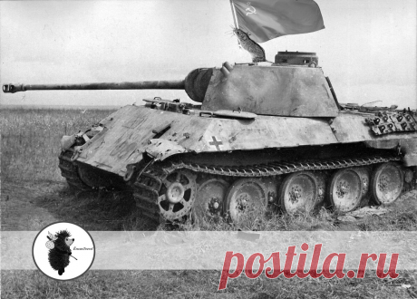 &quot;Кошки - мышки&quot;. Роль животных в войне 1941-1945 годов | ЁжикTravel | Яндекс Дзен