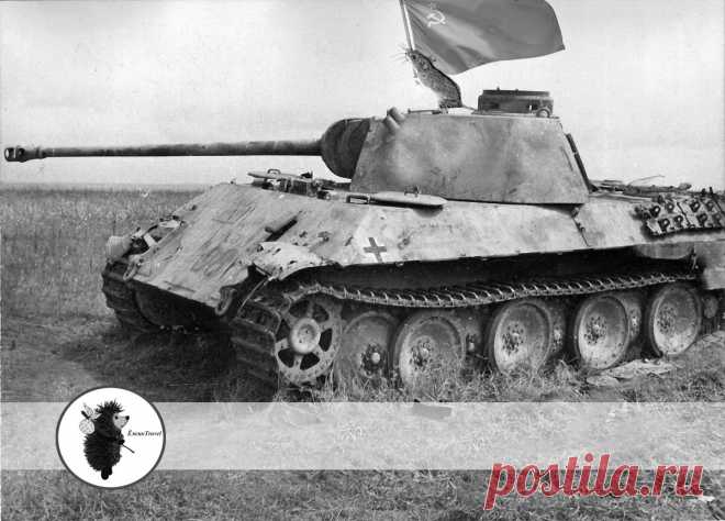 "Кошки - мышки". Как полевых мышей к немцам в 1942-м году забрасывали | ЁжикTravel | Яндекс Дзен