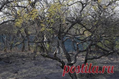 Жизнь животных на фотографиях