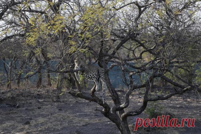 Жизнь животных на фотографиях