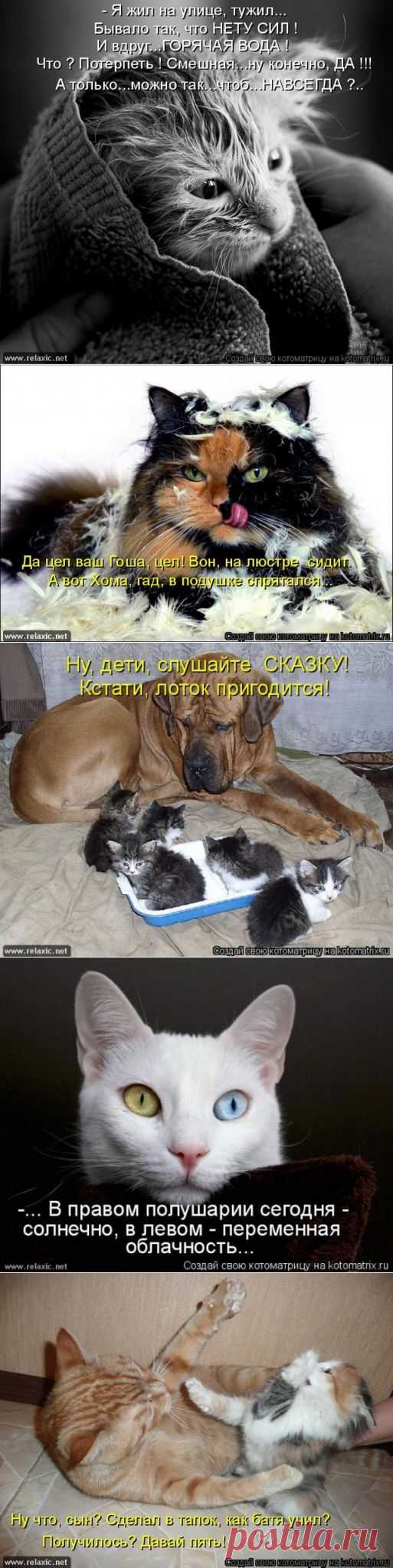 Юмор, позитифффчик на сон грядущий / Болталка / Юмор