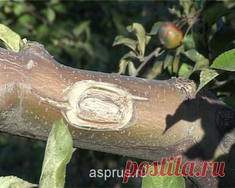 Лечение ран на плодовых деревьях - Садоводка