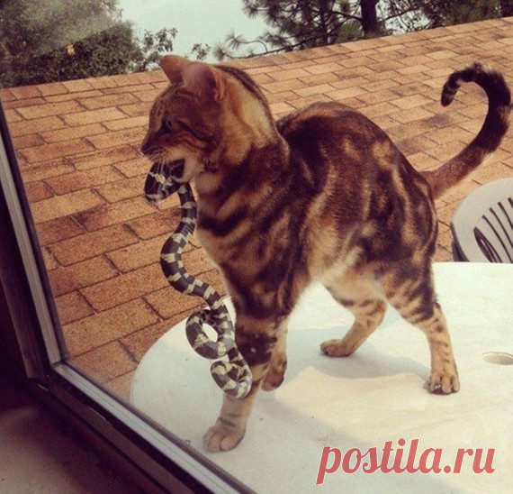 Новые позитивные картинки дня / Приколы