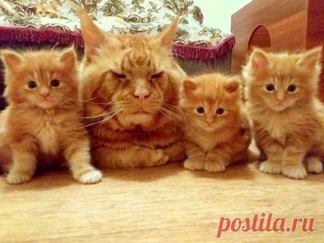 Забавные и симпатичные котики