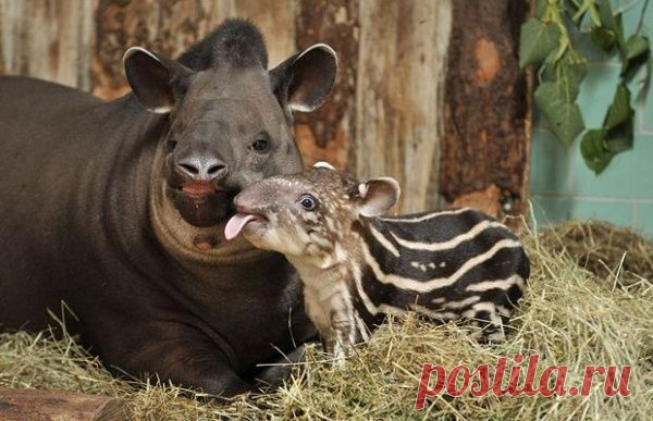Умилительные зверята - Вдохновение / Surfingbird - мы делаем интернет лучше