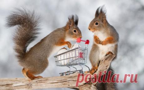 Лучшие фотографии животных прошедшей недели — Фотоискусство