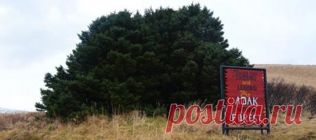 Издалека сосны Адака напоминают большой кустарник: их посадили ещё во времена Второй мировой войны чтобы поднять боевой дух солдат. В послевоенное время сосны не прижились, и их просто спилили.
Однако, деревья были настолько крепкими, что от них пошла новая поросль.Так и появились Адаки.
Сейчас это почти отдельная роща с тремя соснами.
Как добраться:от автовокзала на маршрутке No7 до остановки "Парк".
С остановки идти направо по направлению к реке Поной.
Не сворачивая идти вдоль реки, пока дер…