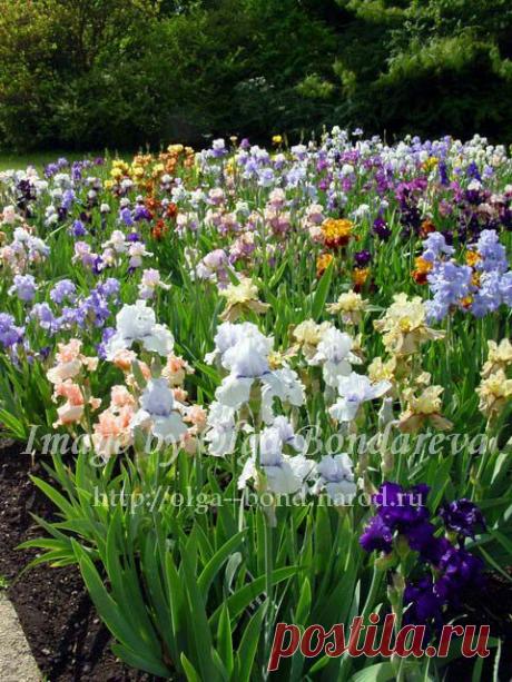 ЧЕМПИОНЫ НЕПРИХОТЛИВОСТИ - СИБИРСКИЕ ИРИСЫ. | Самоцветик