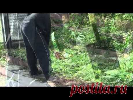 &quot;Восстановление плодородия почвы осенью&quot;. Часть№2