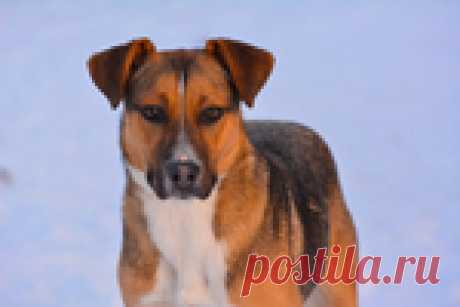 Ученые назвали самое умное домашнее животное