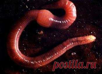 Красные калифорнийские черви - незаменимые помощники в сельском хозяйстве