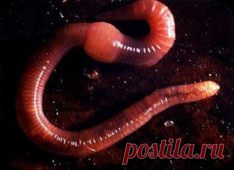 Красные калифорнийские черви - незаменимые помощники в сельском хозяйстве