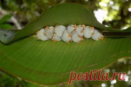 Белый листонос: Ломают все стереотипы о летучих мышах. Милые, белоснежные, спят в листиках и едят только фрукты | Книга животных | Пульс Mail.ru Фу, летучие мыши, они же жуткие! Лишь человек, незнакомый с зоологией в должной мере, может ляпнуть такую глупость. Подавляющее большинство...