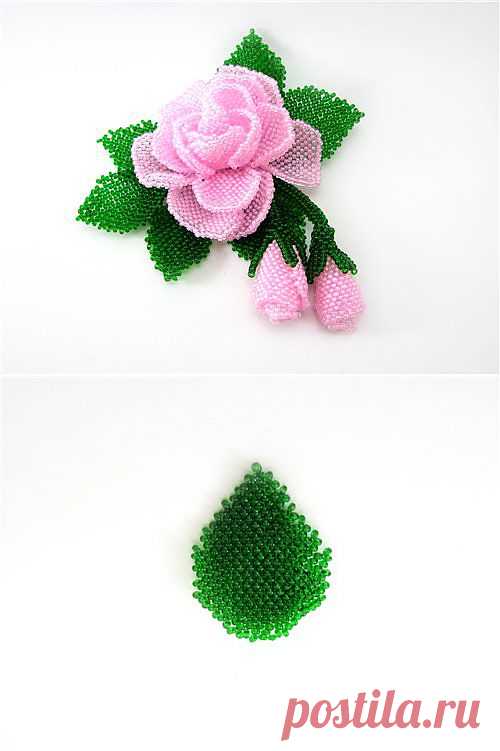 The scheme leaf roses | Laboratory household