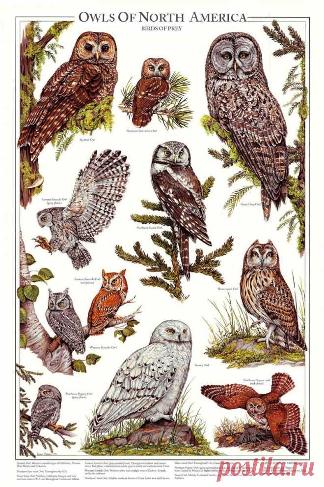 Owls of North America Poster/Identification Chart Vol 2  Artist: Karen Pidgeon Size:12'' x 18'' or 24
