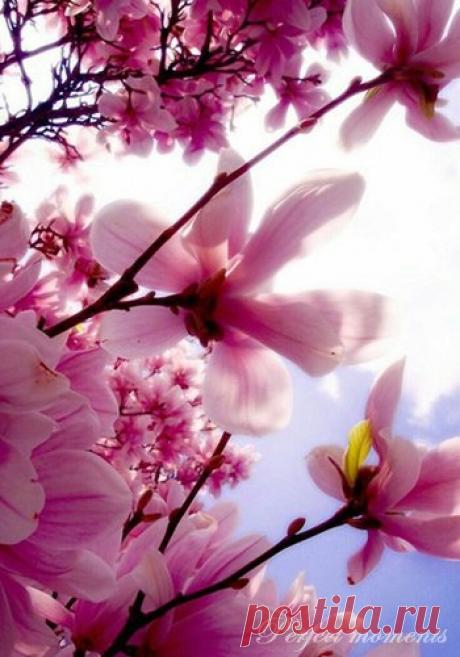 Весна и на людей влияет. Разгибает спины тех, кто опустил плечи. Разглаживает морщины на лицах. Заставляет вдохнуть поглубже воздух, пьянящий до головокружения.

Альберт Лиханов. Последние холода