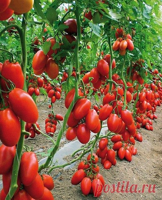 ЛИСТВА У ТОМАТОВ - УДАЛЯТЬ ИЛИ НЕТ? ВСЕ О ПАСЫНКОВАНИИ ОВОЩЕЙ