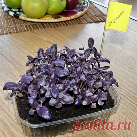 8 овощей, которые можно купить 1 раз, а потом выращивать всегда! | Trimay.ru