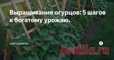 Выращивание огурцов: 5 шагов к богатому урожаю. Как мы знаем огурцы выращивают все, но правильно ли они это делают.У первых грядки могут сломаться от плодов , а у других страшные пузырчатые огурчики. Одни кушают до сыта, и консервируют  большими банками, а у других даже на салатик не хватает.
Сегодня мы разберем , в чем же проблема такого расхождения.
Для вас  я отобрал  лучшую агротехнику для огурцов.
Агротехника успешных огородников.Сегодня я